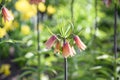 Crown imperial Fritillaria imperialis Early Fantasy apricot flower